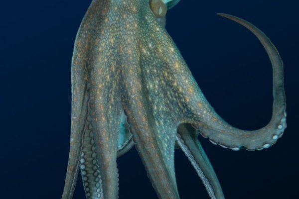 Kraken зеркало krakens13 at