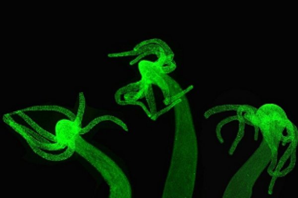 Kraken актуальный сайт