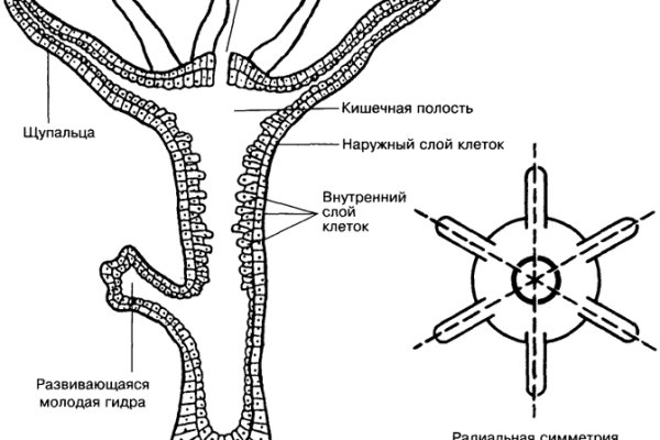 Kraken даркнет рынок ссылка