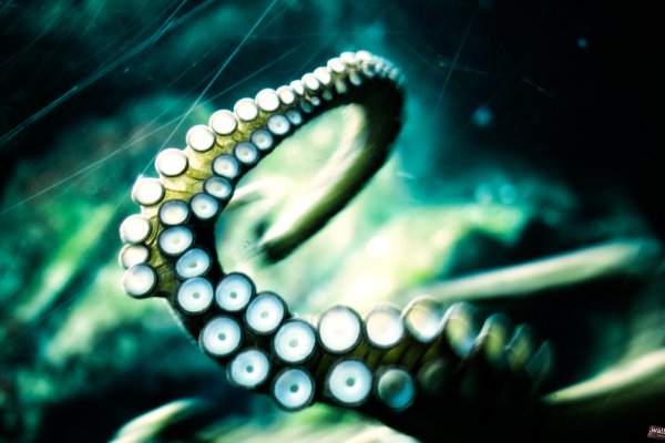 Kraken даркнет рынок ссылка